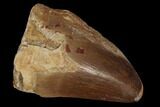 Mosasaur (Prognathodon) Tooth #87623-1